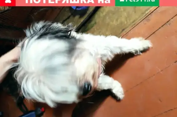 Найдена чёрно-белая собака с ошейником в Пушкино