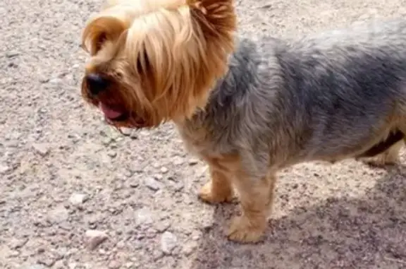 Найдена беременная собака Йоркширский терьер на трассе Лехтуси, СПб