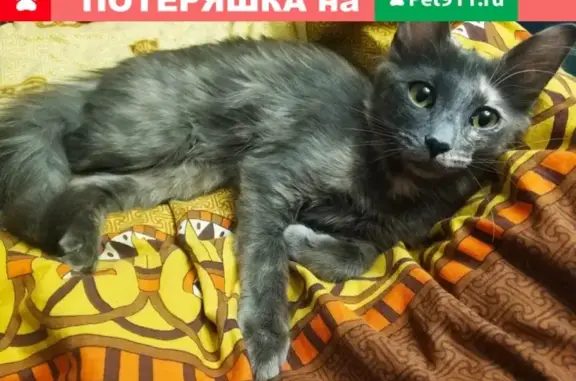 Пропала кошка в районе Красный Казанец д 19