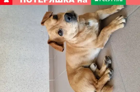 Умный пёс найден в Калининграде