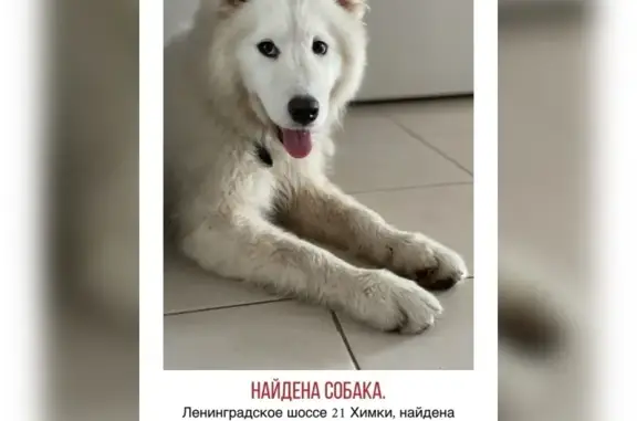 Собака найдена в Химках на Ленинградском шоссе 21