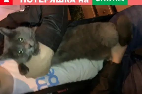 Найдена кошка в Иркутске