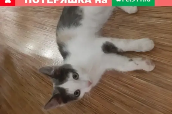 Найдена ласковая кошка в Балашихе