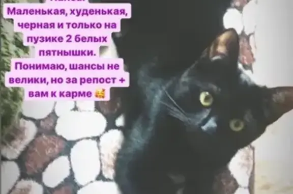 Кошки потеряшки, Санкт-Петербург, фото: Потеряшка кошка Панса в Санкт-Петербурге