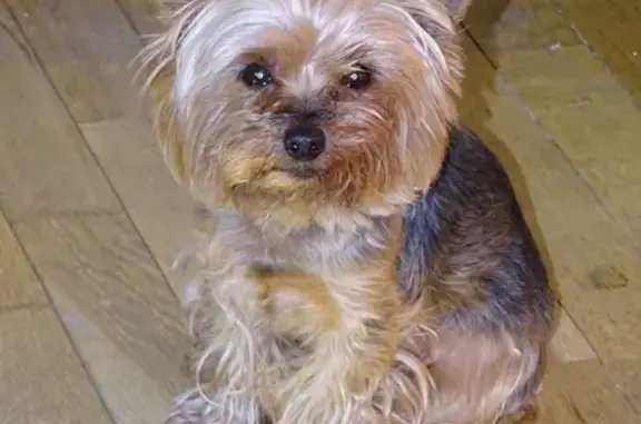 Собаки потеряшки, Санкт-Петербург, фото: Потеряшка собака на Решетникова, м. Электросила: Юта, йоркширский терьер.