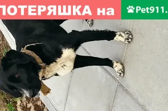 Чёрная собака на станции Лосево ищет хозяина в Санкт-Петербурге