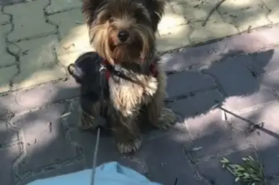 Собаки потеряшки, Нижний Новгород, фото: Потеряшка Йошкарский терьер, адрес: Веденяпина, 4.