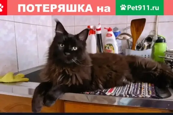 Пропала кошка в Москве: мейнкун, 2 года, черный шоколад.