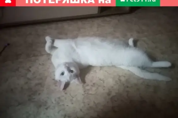 Пропала кошка на Южнобутовской улице, Белый кот, 4 года, разноглазый.