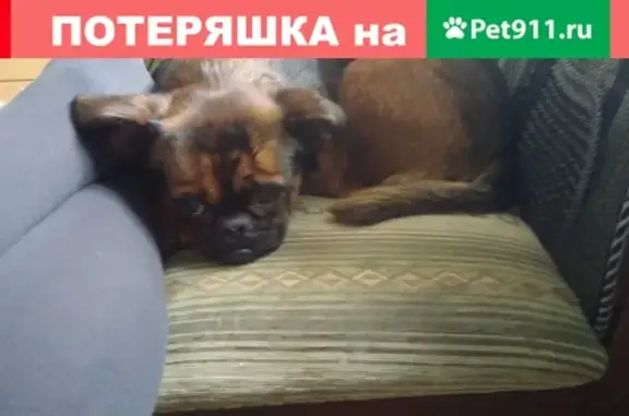 Пропала собака в Мечте, Тогучинский район, Новосибирская область