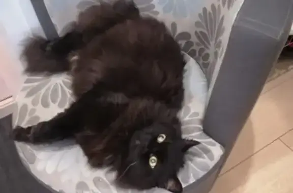 Кошки потеряшки, Санкт-Петербург, фото: Потеряшка кот Максим в Санкт-Петербурге