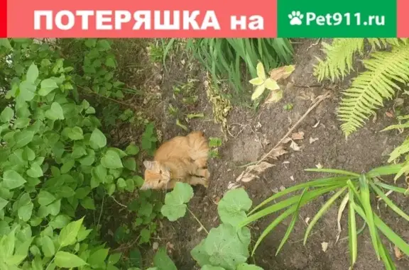 Найдена кошка с ошейником у дома Шереметевский 117