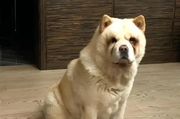 Пропала собака Чау-Чау в деревне Поляны, Краснопахорское поселение