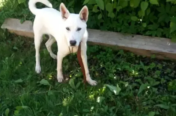 Белый пёс без породы найден в Коммунаре