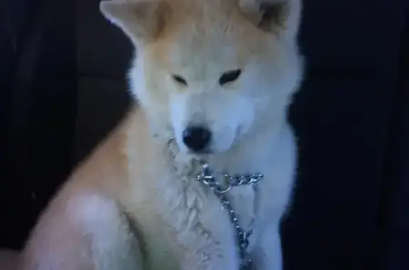 Потерянные животные Улан-Удэ, фото: Пропала акита-ину на ул. Добролюбова в Улан-Удэ