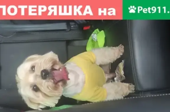 Собака найдена на трассе М2 в Серпухове.