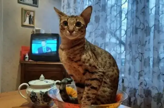 Пропала кошка Сия в Москве