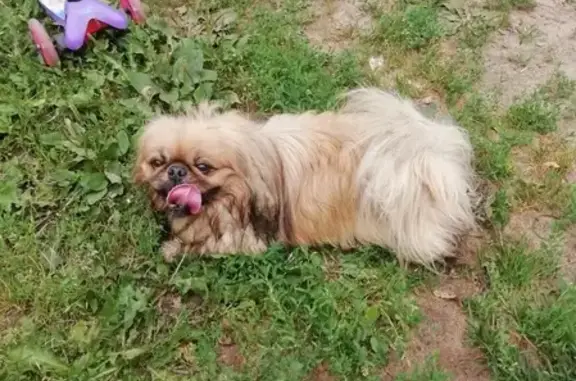 Собака найдена у Пятерочки в Пушкино