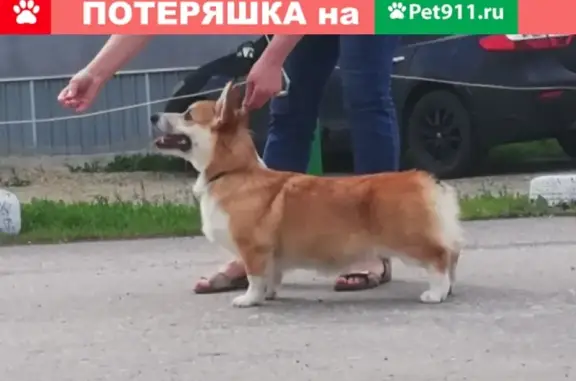 Пропала собака в селе Степановка, Бессоновский район, требуется лечение.