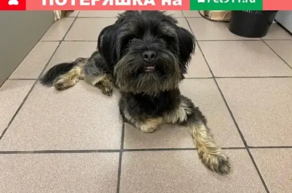 Найдена собака на Осташковском шоссе.