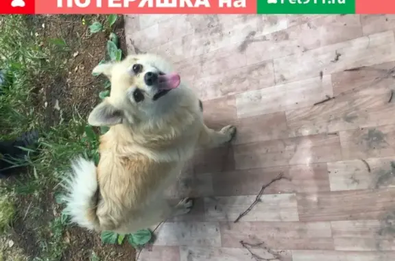 Собака Па найдена в частном доме на Московке 2 в Омске