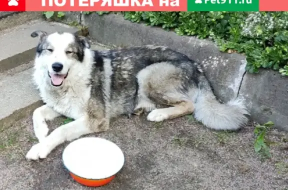Найдена собака на даче в Всеволожском районе