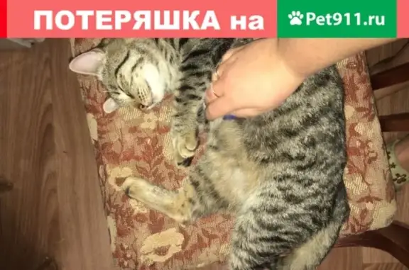 Пропала кошка возле Кущевской трассы