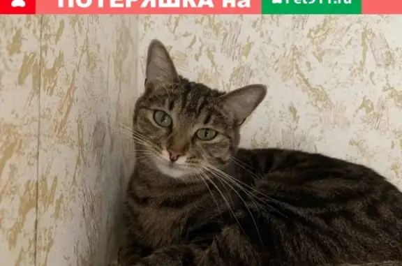 Пропала кошка в селе Конобеево, СНТ 