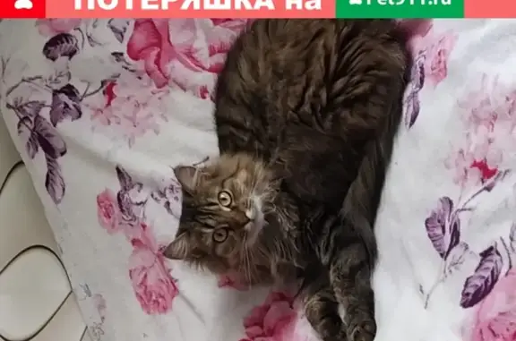 Пропала кошка Маня, ул. Барышиха 28, Москва