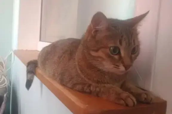 Найдена кошка с ошейником в Оренбурге