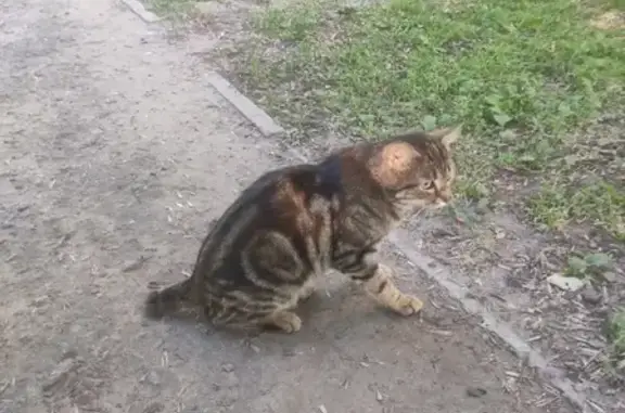 Найден кот с обрезанным хвостом на Интернациональной улице