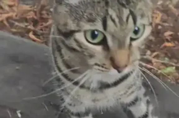 Найден домашний котик на Ленинских горах, ищет свою семью.