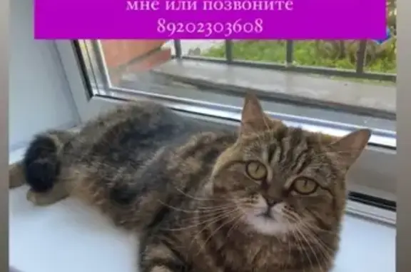 Пропала кошка на Воронежской и Чехова, Тамбов.