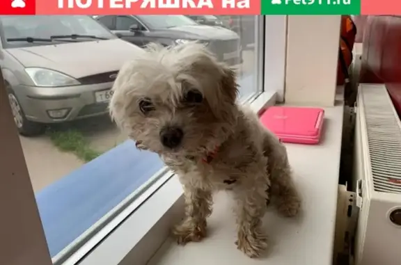 Найдена собачка в Котельниках, порода Мальтипу или болонка, 89255060183, Москва.