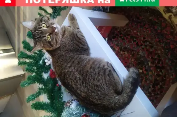 Кошки потеряшки, Казань, фото: Потеряшка кошка Мальчик в Казани