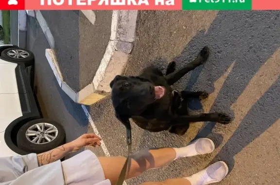 Найден чёрный пёс с зеленым поводком в Омске