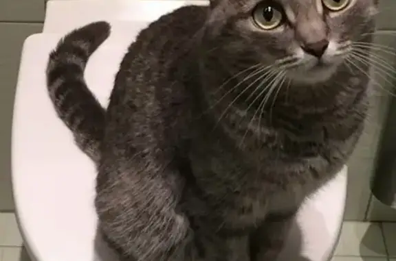 Кошки потеряшки, Москва, фото: Потеряшка кошка Марго на ул. Островитянова 9 к2