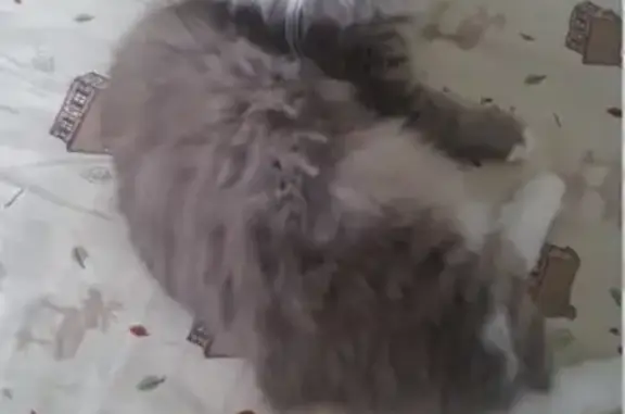 Кошки потеряшки, Хотьково, фото: Потеряшка кошка 