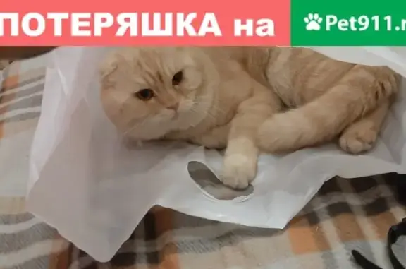 Пропала кошка 