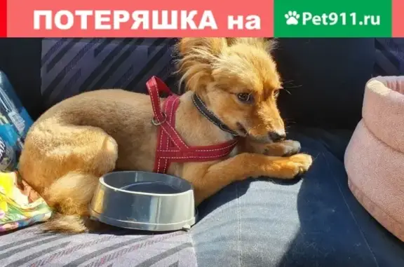 Пропала собака Мишка, снт Путеец, Волховский район, Ленобласть
