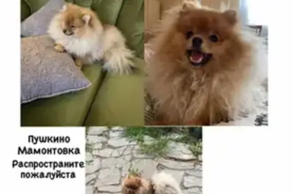 Пропала собака в Пушкино: померанский шпиц Мисти, золотистый цвет шерсти.