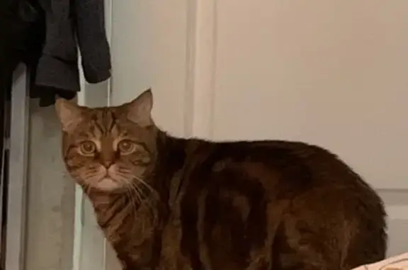 Объявления о пропавших и найденных животных, Ижевск, фото: Пропал кот Пуся в Ижевске, Родниковая 76