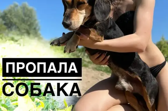 Собаки потеряшки, Нижний Новгород, фото: Потеряшка собака Чёрная такса Бакс, видели в р-не Анкудиновского парка, Н. Новгород, 89103947900, 89308032445