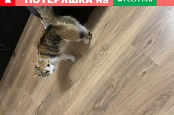 Найдена кошка на Петрова 33 в Ижевске