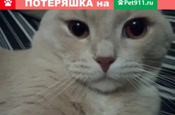 Пропала кошка Ричард в деревне Юрт-Акбалык, Колыванский район, Новосибирская область
