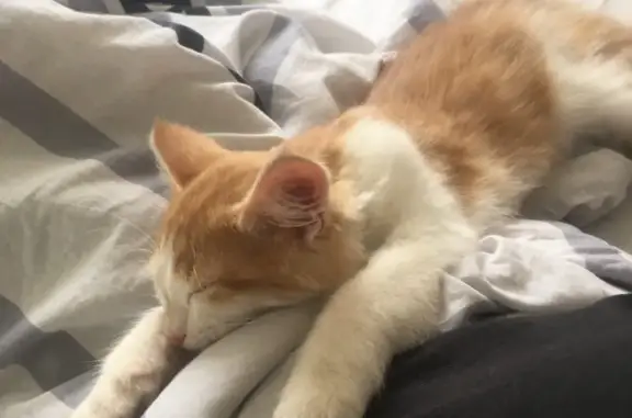 Кошки потеряшки, Набережные Челны, фото: Потеряшка кошка в Набережных Челнах (39-й комплекс)