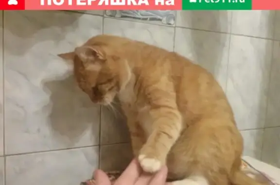 Кошки потеряшки, Москва, фото: Потеряшка кот Рыжий на ул. Василисы Кожиной 29 июня, вознаграждение за помощь!