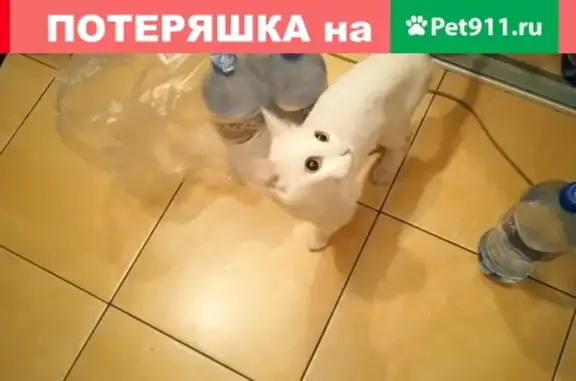Найдена кошка на ул. Верхняя Набережная в Иркутске