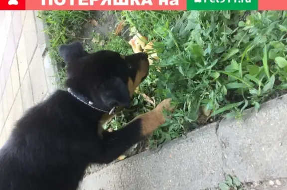 Собака с ошейником на остановке П. Осипенко, Краснодар