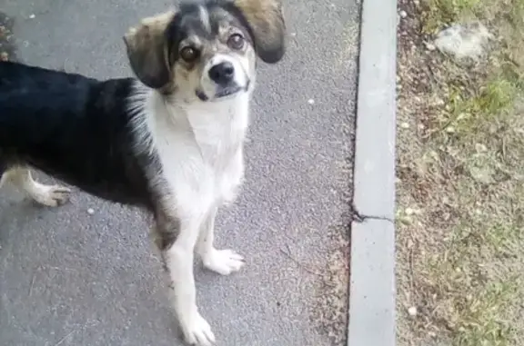 Найдена милая собачка в Воронеже